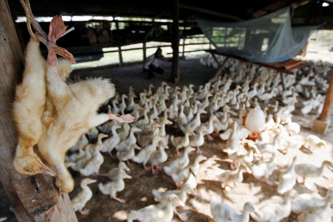 柬埔寨 禽傳人 H5N1